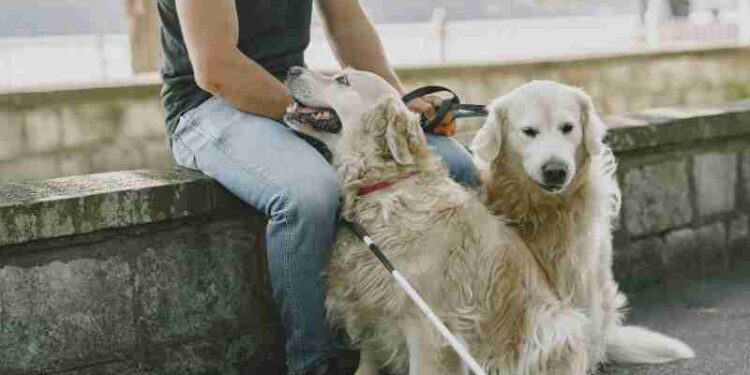 Two golden retrievers sitting with their owner on a stone bench outside., tags: huntingdon 15.400 € - pexel
